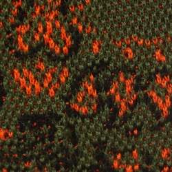 Pre Owned Amiri Green Bandana Print Knit Hoodie L