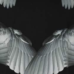 Givenchy Black Cotton Wings Print T-Shirt M