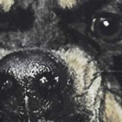 Pre Owned Givenchy Blue Rottweiler Print Melange Columbian Fit T-Shirt M