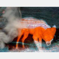 A Secret Life Of Animals #51 By Anne Brenner, France,2019 (50 X 65)
