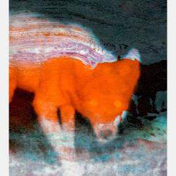 A Secret Life Of Animals #51 By Anne Brenner, France,2019 (50 X 65)