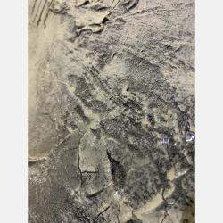 etude 18405 By Carole Kohler, Switzerland,2018 (50 X 40)