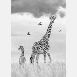 Hallelujah By Composing The Wild, India, 2022 (130 X 98)