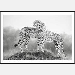 Hold That Pose By Composing The Wild, India, 2012 (98 X 138)