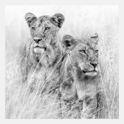 Eyes Left, Eyes Right By Composing The Wild, India, 2016 (120 X 122)
