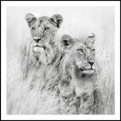 Eyes Left, Eyes Right By Composing The Wild, India, 2016 (120 X 122)