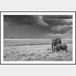 Harmony By Composing The Wild, India, 2021 (75 X 104)