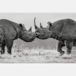 Better Together By Composing The Wild, India, 2023 (75 X 104)