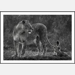 Some Rain Must Fall By Composing The Wild, India, 2021 (75 X 104)