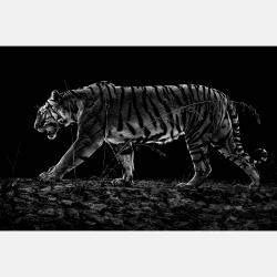 Tiger Noir By Composing The Wild, India, 2016 (75 X 104)