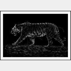 Tiger Noir By Composing The Wild, India, 2016 (75 X 104)