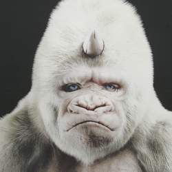 Pre Owned Burberry Black Gorilla Print Silk Square Scarf