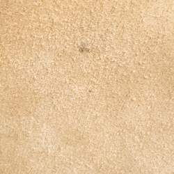 Pre Owned حقيبة يد سيلين ميني لاغيدج جلد أسود