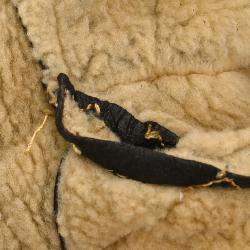 Pre Owned Chanel Single Breasted Coat Brown 04A M