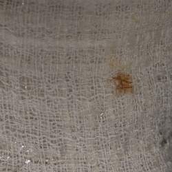 Pre Owned Chloe Cream Textured Tweed Open Front Jacket S
