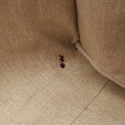 Chloe Beige/Brown Canvas Medium Woody Tote