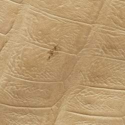 Furla Cream Croc Embossed and Python Embossed Leather Tassel Hobo