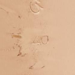 Gianvito Rossi Beige Suede Portofino Ankle Strap Sandals Size 40