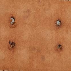 Pre Owned حزام غوتشي بني داكن جلد بمسامير مشبك 80 سم