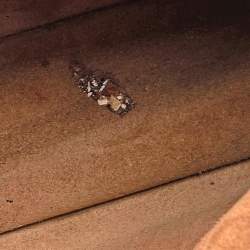 Pre Owned Gucci Beige GG Supreme Canvas and Suede Small Dionysus Floral/Bee Applique Shoulder Bag