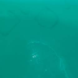 Pre Owned Gucci Green Patent Leather Bright Bit Crossbody Bag