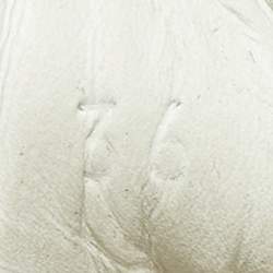 Pre Owned Gucci White Leather Snake Embellished Web Ace Low Top Sneakers Size 36