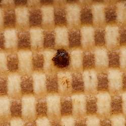 Pre Owned Hermès Ecru/Natural Toile Canvas and Vache Leather Herbag 31 Bag