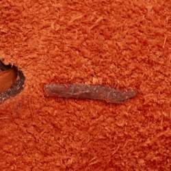 Pre Owned هيرمس إيفلين أمازون تبيم 16 مانجو توريلون كليمنس جلدي حقيبة كروس بودي