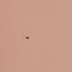 Pre Owned حقيبة لوي فيتون نيونوي بي بي جلد إيبي وردي/أحمر