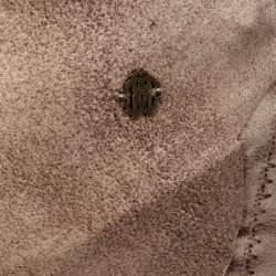 Pre Owned Roberto Cavalli Pink Printed Satin Silk Flared Pants M