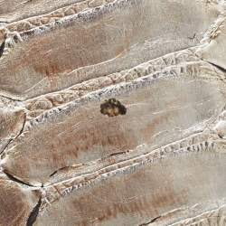 Pre Owned Tom Ford Silver Python Small Natalia Crossbody Bag