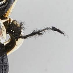 Pre Owned Tory Burch Navy Blue Leather Mercer Shoulder Bag