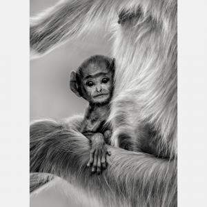 Innocence By Composing The Wild, India, 2016 (130 X 98)