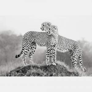 Hold That Pose By Composing The Wild, India, 2012 (98 X 138)