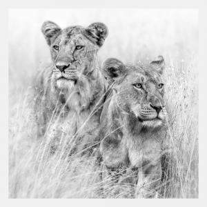 Eyes Left, Eyes Right By Composing The Wild, India, 2016 (120 X 122)