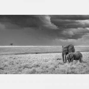 Harmony By Composing The Wild, India, 2021 (75 X 104)