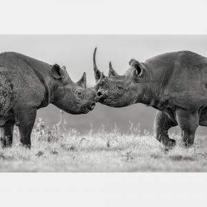 Better Together By Composing The Wild, India, 2023 (75 X 104)