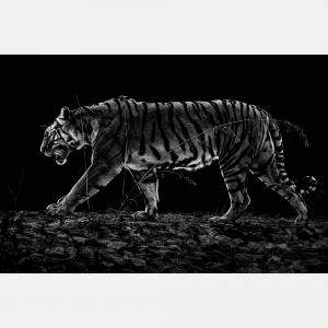 Tiger Noir By Composing The Wild, India, 2016 (75 X 104)