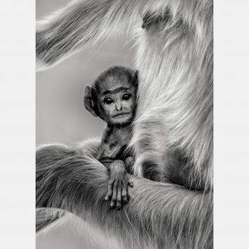 Pre Owned Innocence By Composing The Wild, India, 2016 (130 X 98)