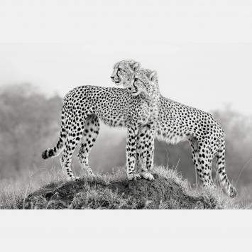 Pre Owned Hold That Pose By Composing The Wild, India, 2012 (98 X 138)