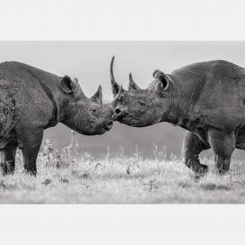 Pre Owned Better Together By Composing The Wild, India, 2023 (75 X 104)