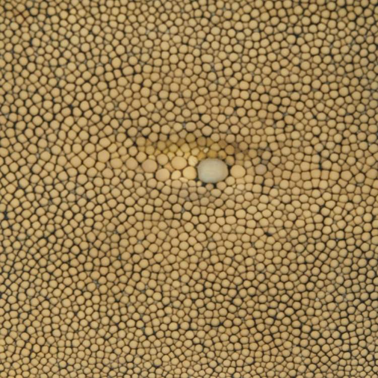 Pre Owned Bottega Veneta Yellow Stingray Bifold Wallet