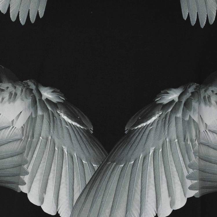 Pre Owned Givenchy Black Cotton Wings Print T-Shirt M