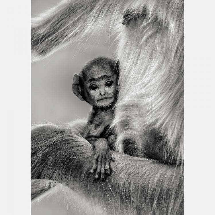 Pre Owned Innocence By Composing The Wild, India, 2016 (130 X 98)