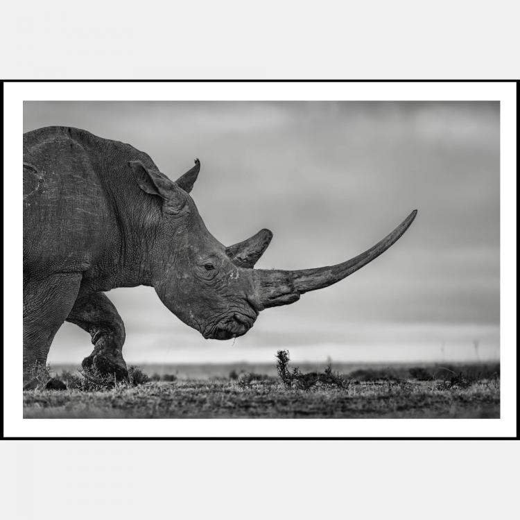 Pre Owned Smell The Roses By Composing The Wild, India, 2023 (98 X 138)