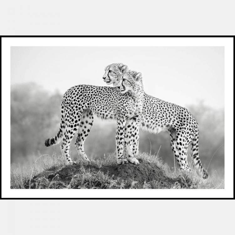 Pre Owned Hold That Pose By Composing The Wild, India, 2012 (98 X 138)