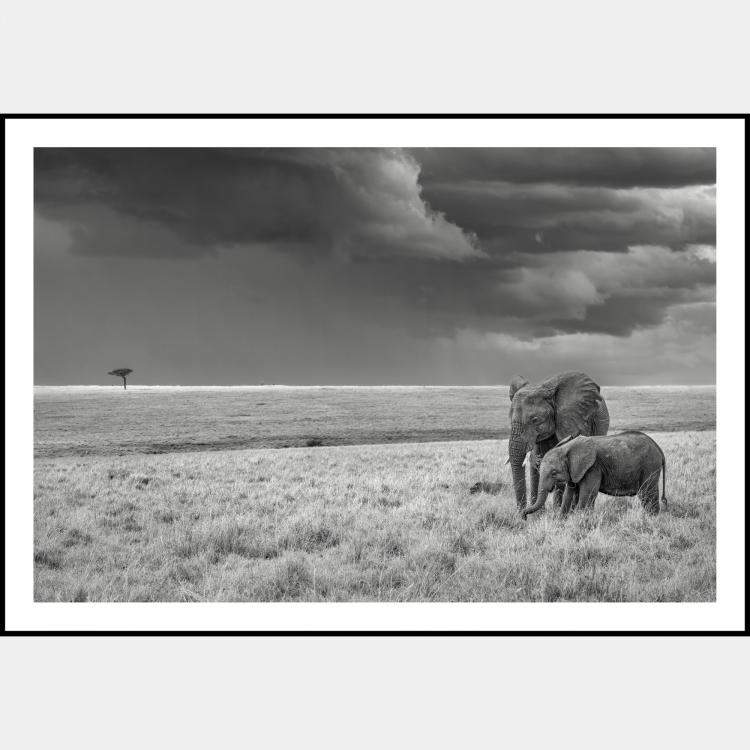 Pre Owned Harmony By Composing The Wild, India, 2021 (75 X 104)