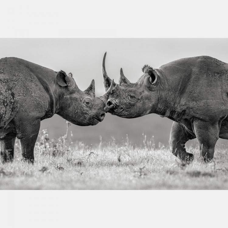 Pre Owned Better Together By Composing The Wild, India, 2023 (75 X 104)