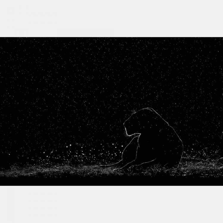 Pre Owned Fortitude By Composing The Wild, India, 2021 (75 X 104)