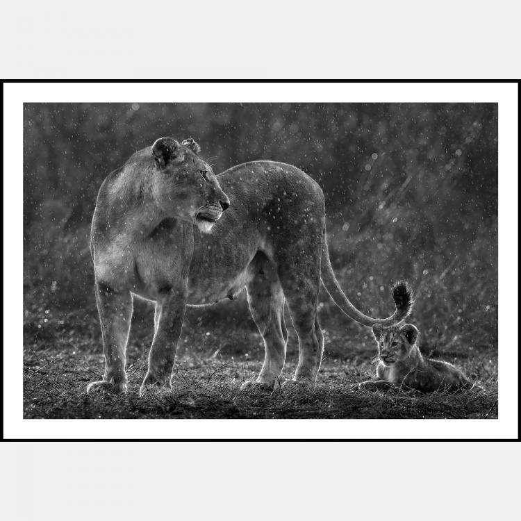 Pre Owned Some Rain Must Fall By Composing The Wild, India, 2021 (75 X 104)